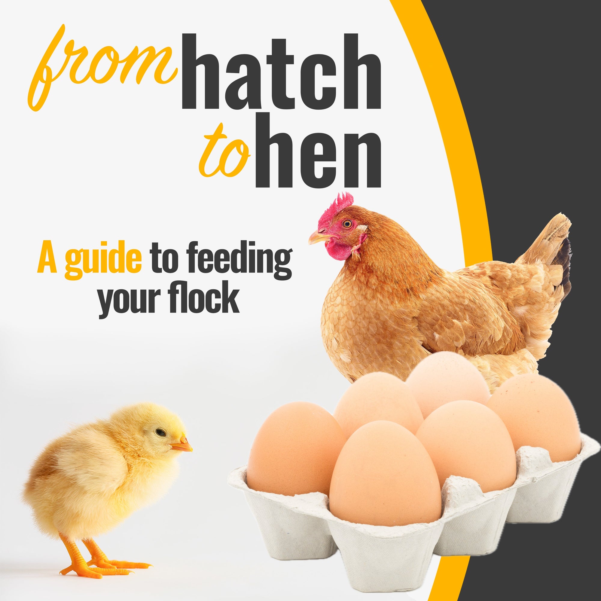 From Hatch to Hen: A guide to feeding your flock