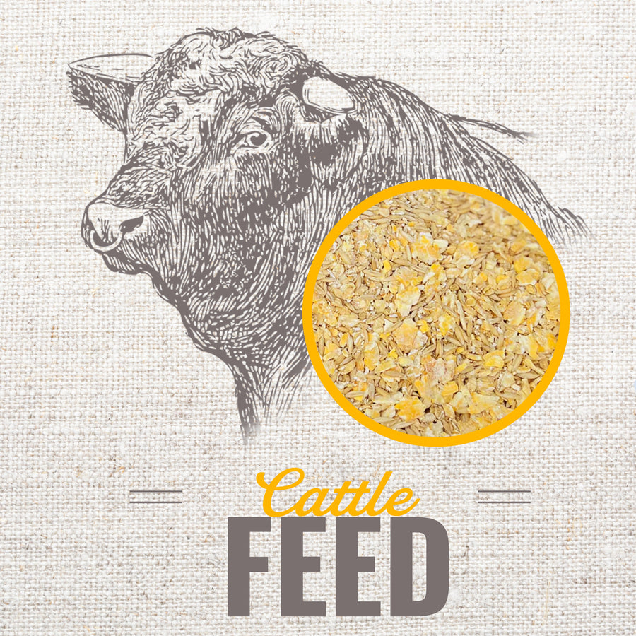 Cattle
