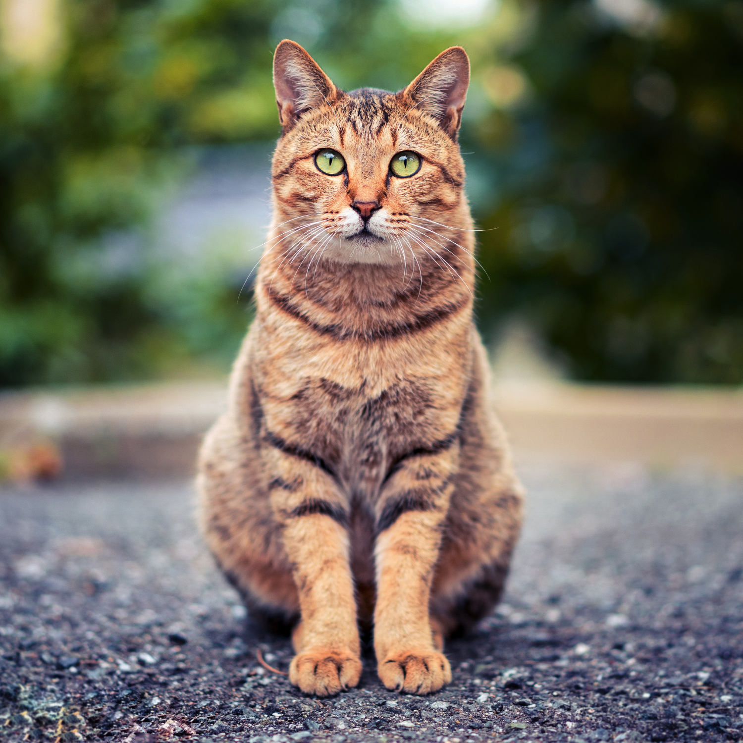 Cat Food