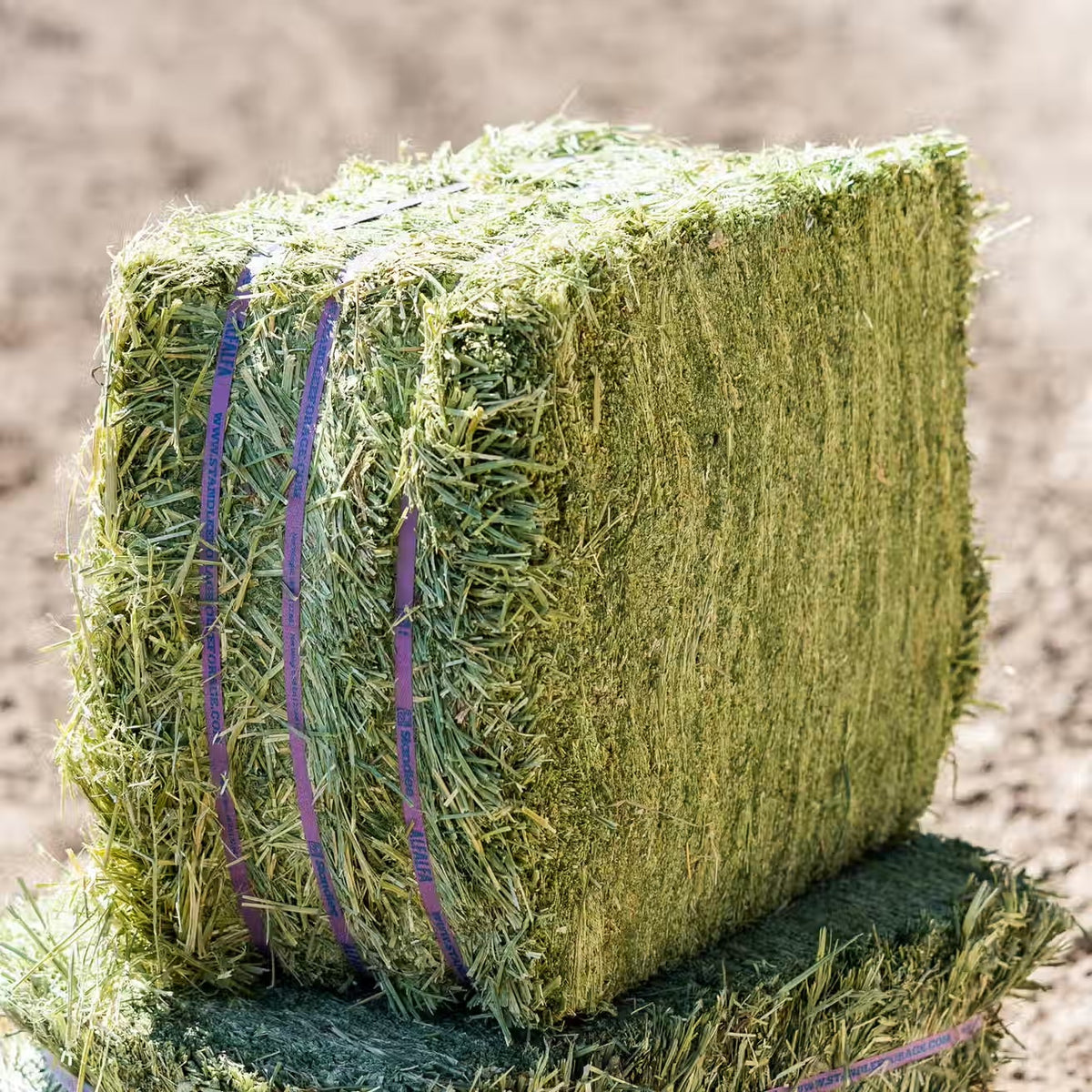 Alfalfa Grab & Go Compressed Bale – 50 lb
