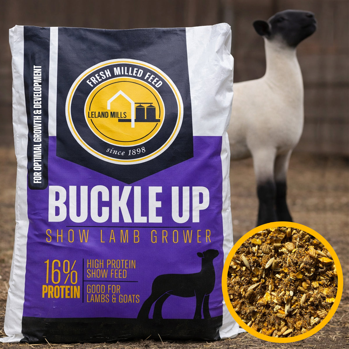 Buckle Up Show Lamb Grower