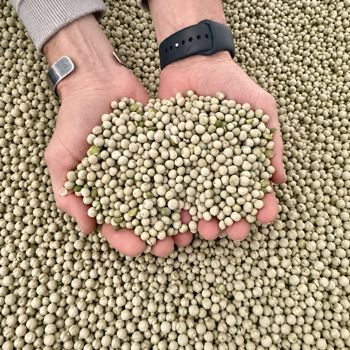 Guisantes verdes enteros 50 lb