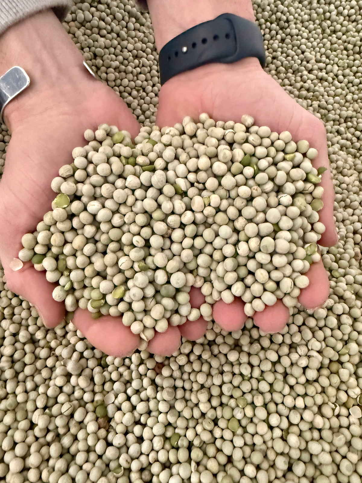 Whole Green Peas 50 LB Bag