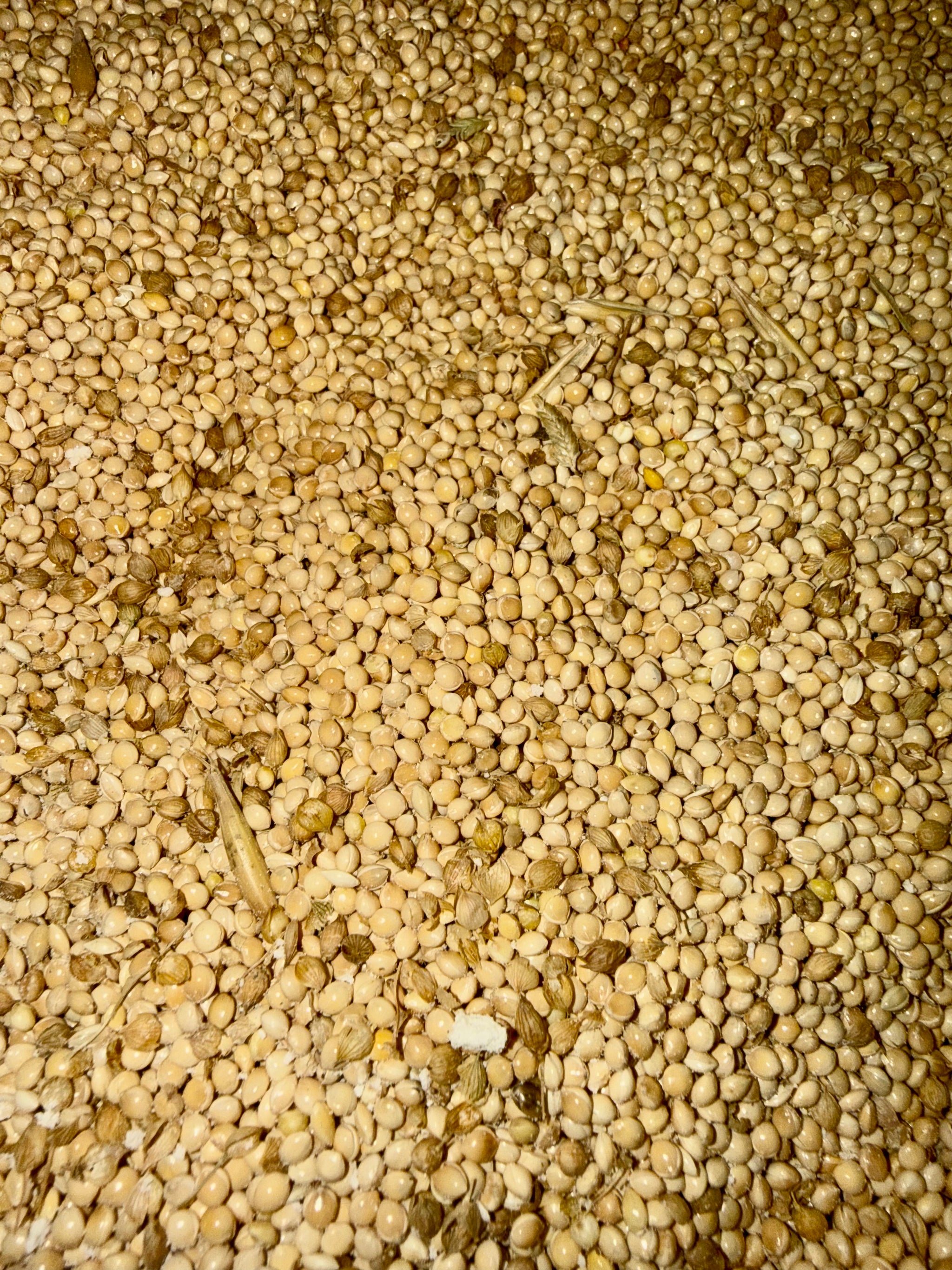 where to buy millet seed for planting White Millet 50 LB Bag