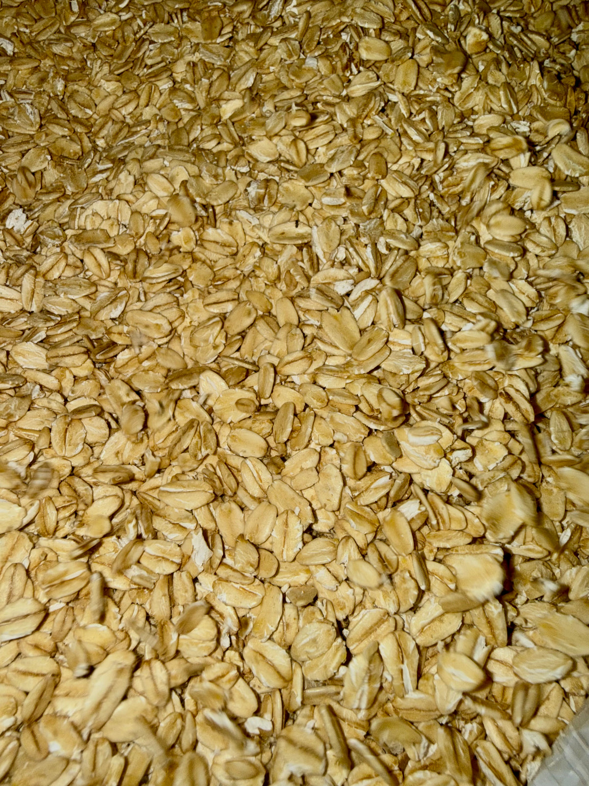 Feed Grade Rolled Oats 50 LB Bag
