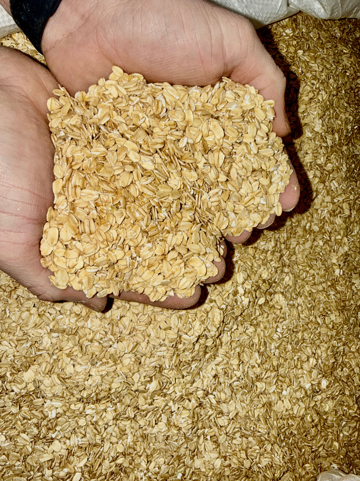 Feed Grade Rolled Oats 50 LB Bag