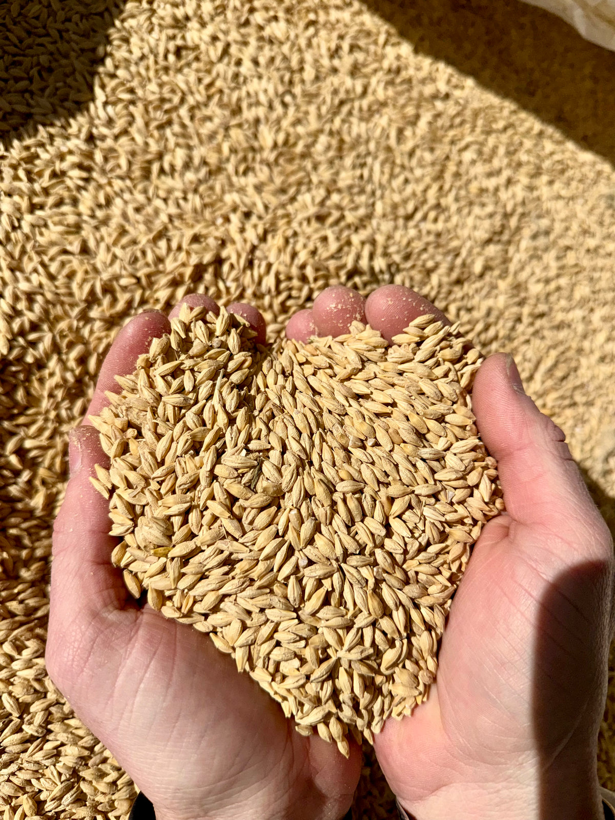 Whole Barley 50 LB Bag
