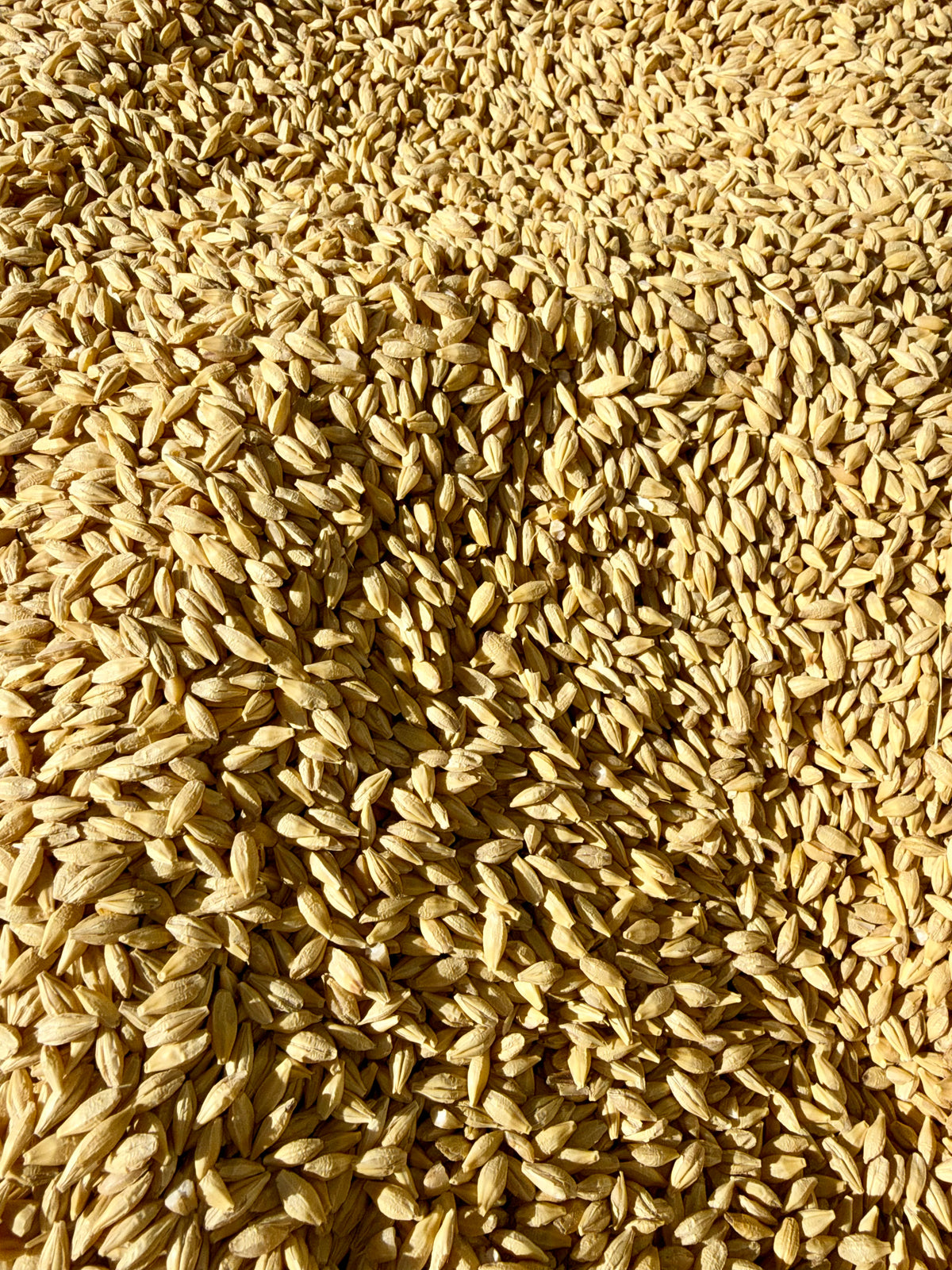 Whole Barley 50 LB Bag