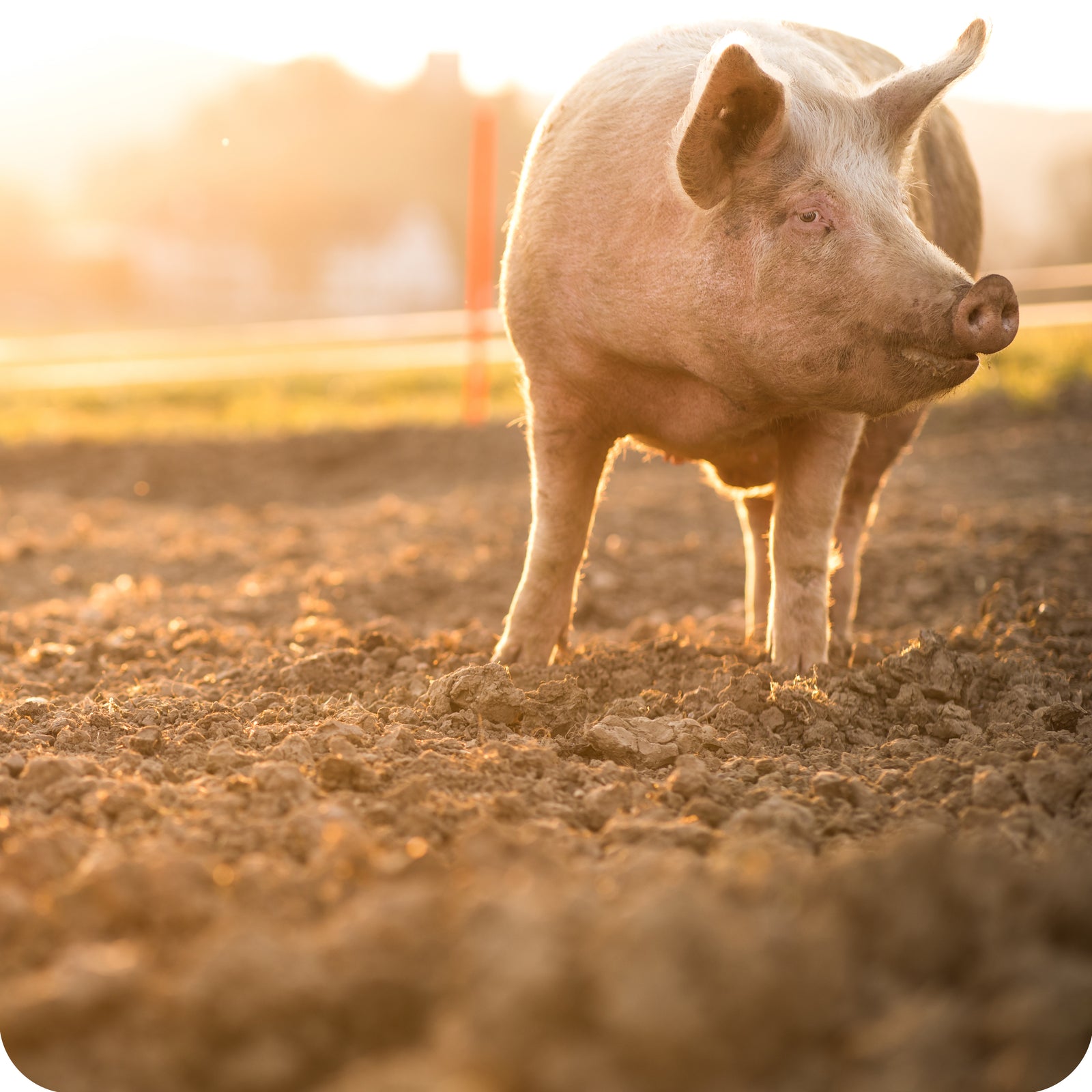Pig Feed Customer Q&A