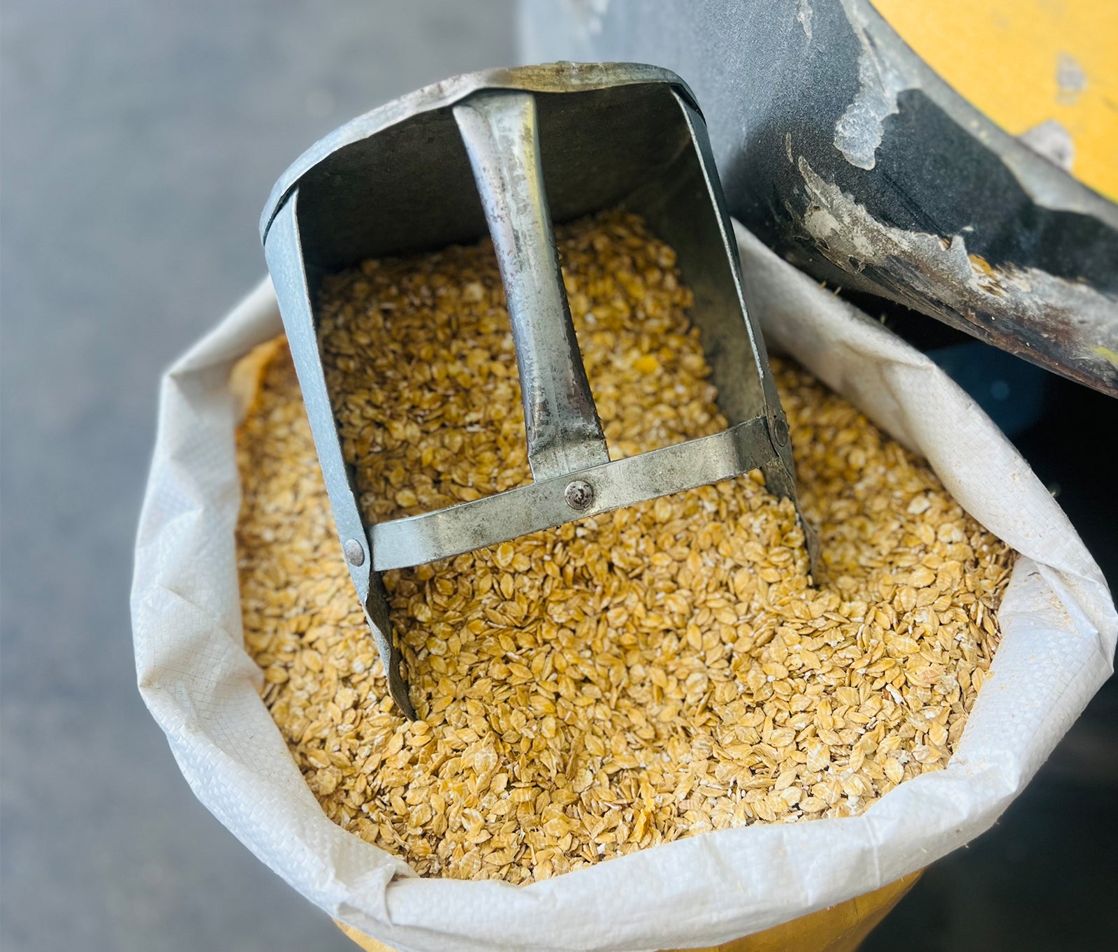 Whole Barley Animal Feed