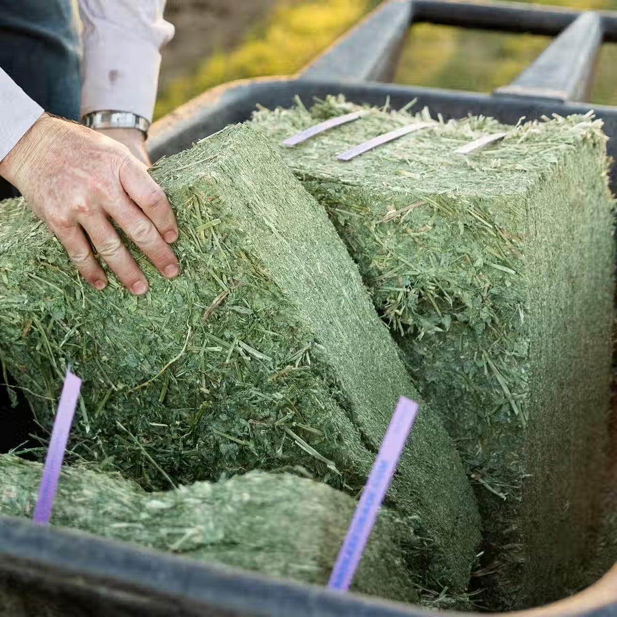 Alfalfa Grab & Go Compressed Bale – 50 lb