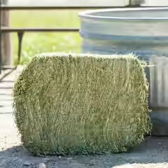 Alfalfa Grab & Go Compressed Bale – 50 lb