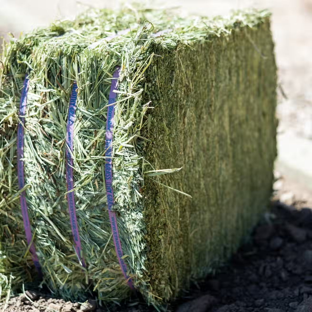 Standlee Timothy Grass Grab & Go Compressed Bale – 50 lb