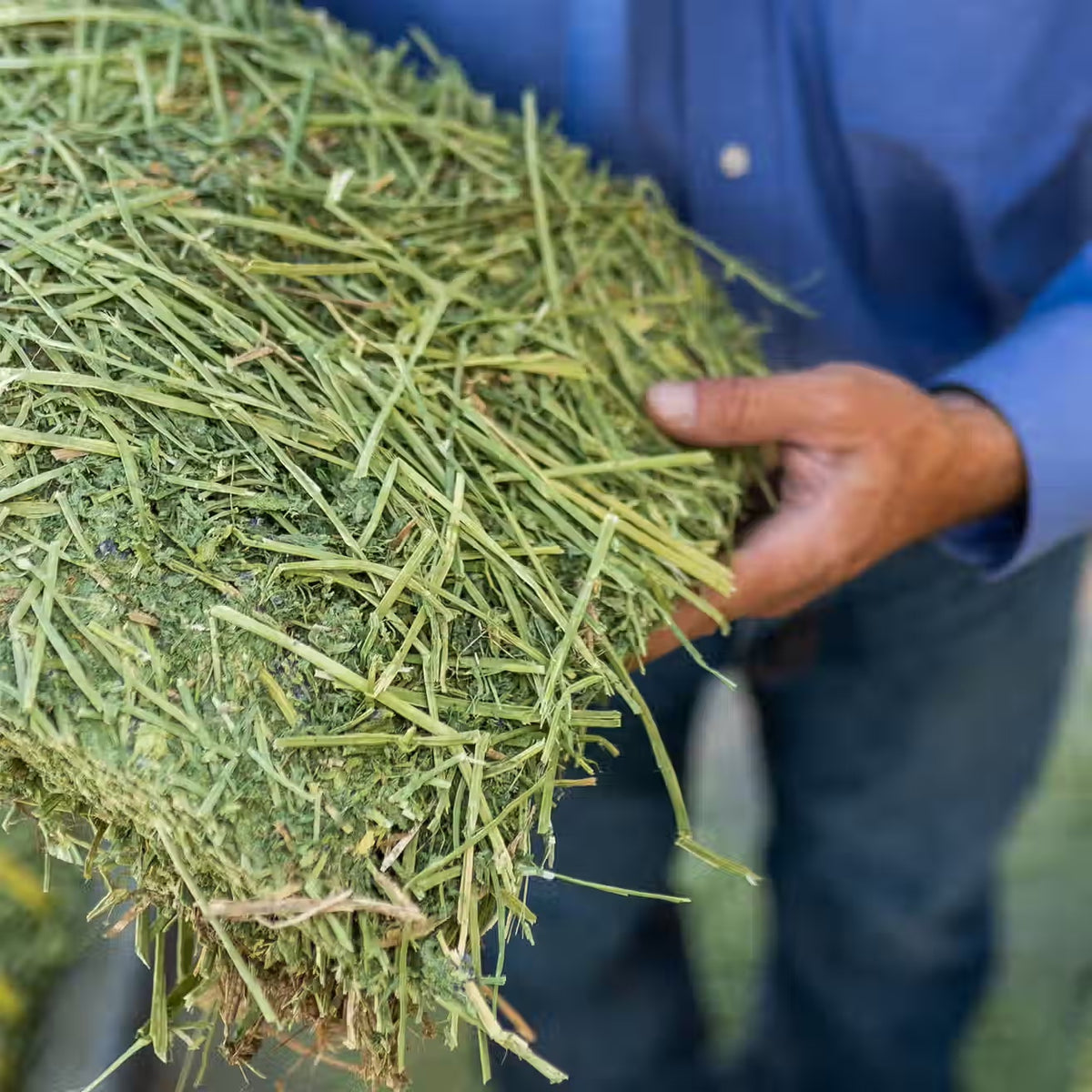 Standlee Timothy Grass Grab & Go Compressed Bale – 50 lb