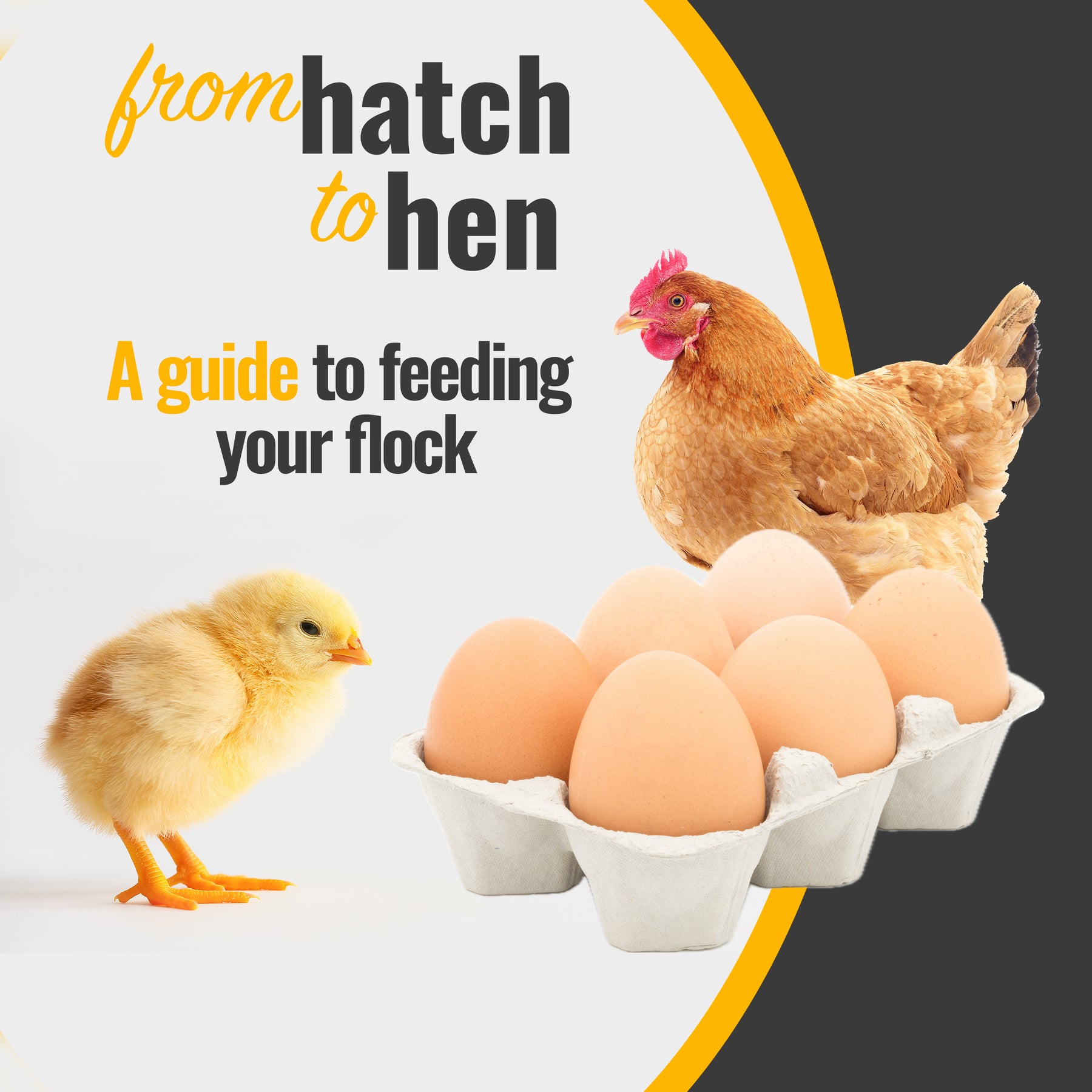 From Hatch to Hen: A guide to feeding your flock - Leland Mills