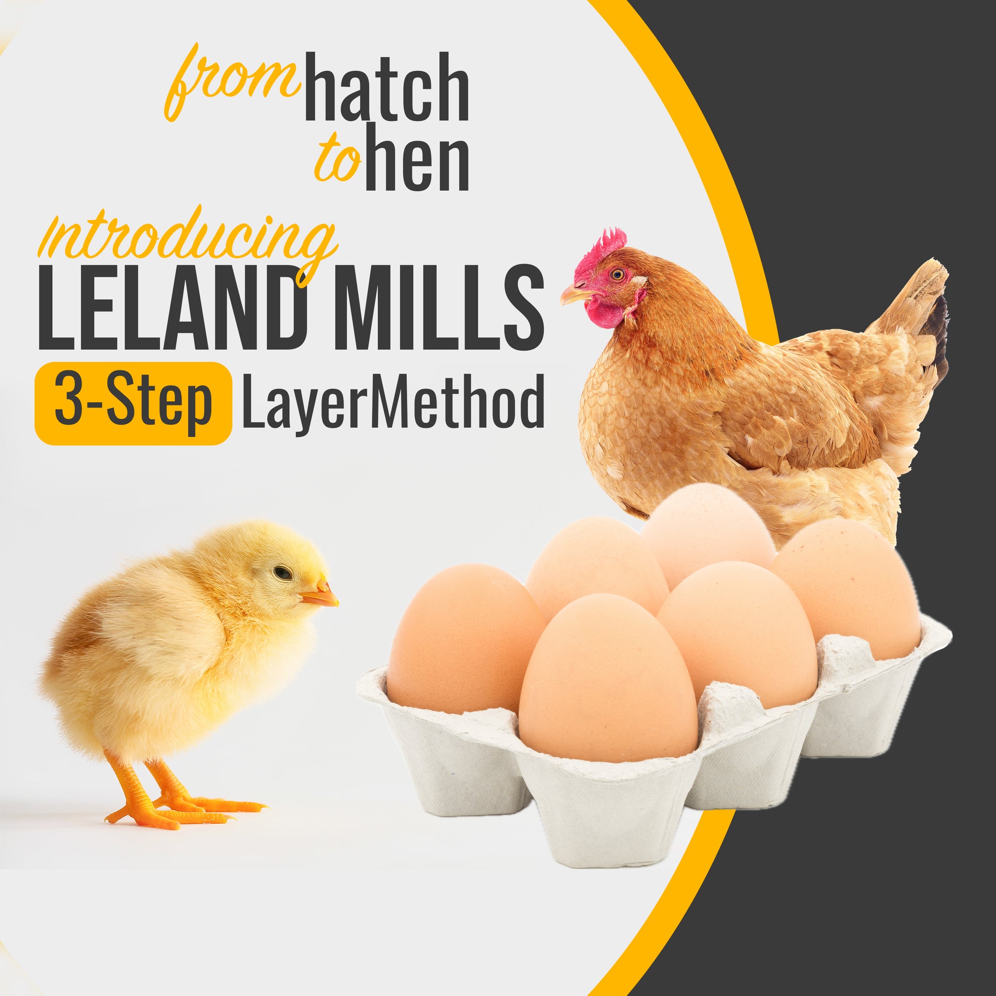 Leland Mills 3 step chicken layer feed method