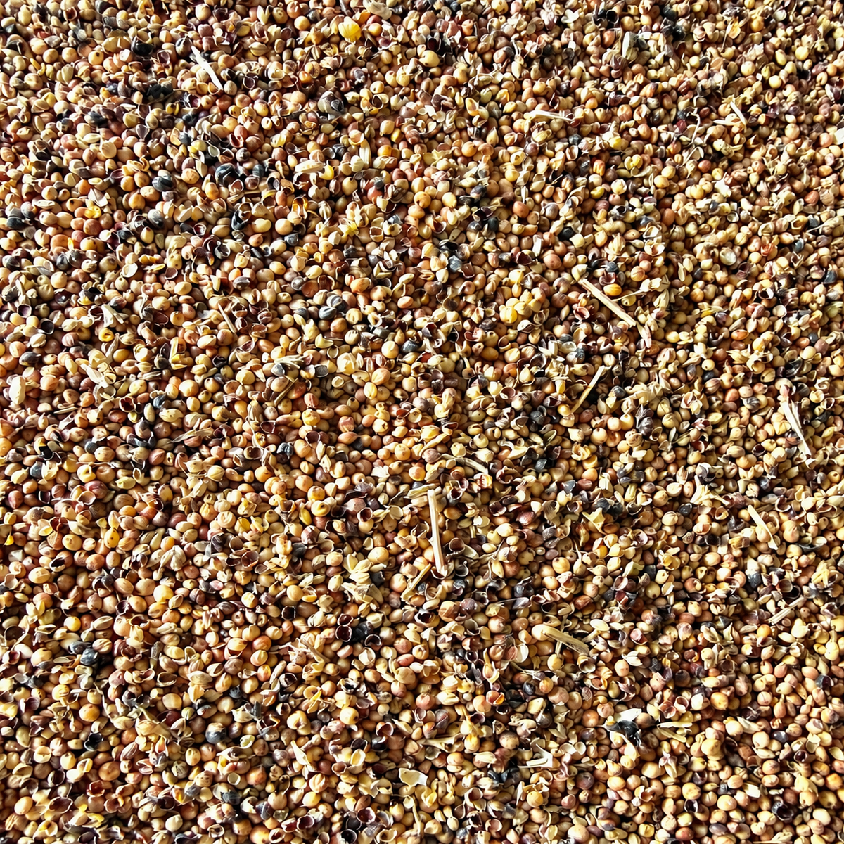Red Milo 50 LB Bag